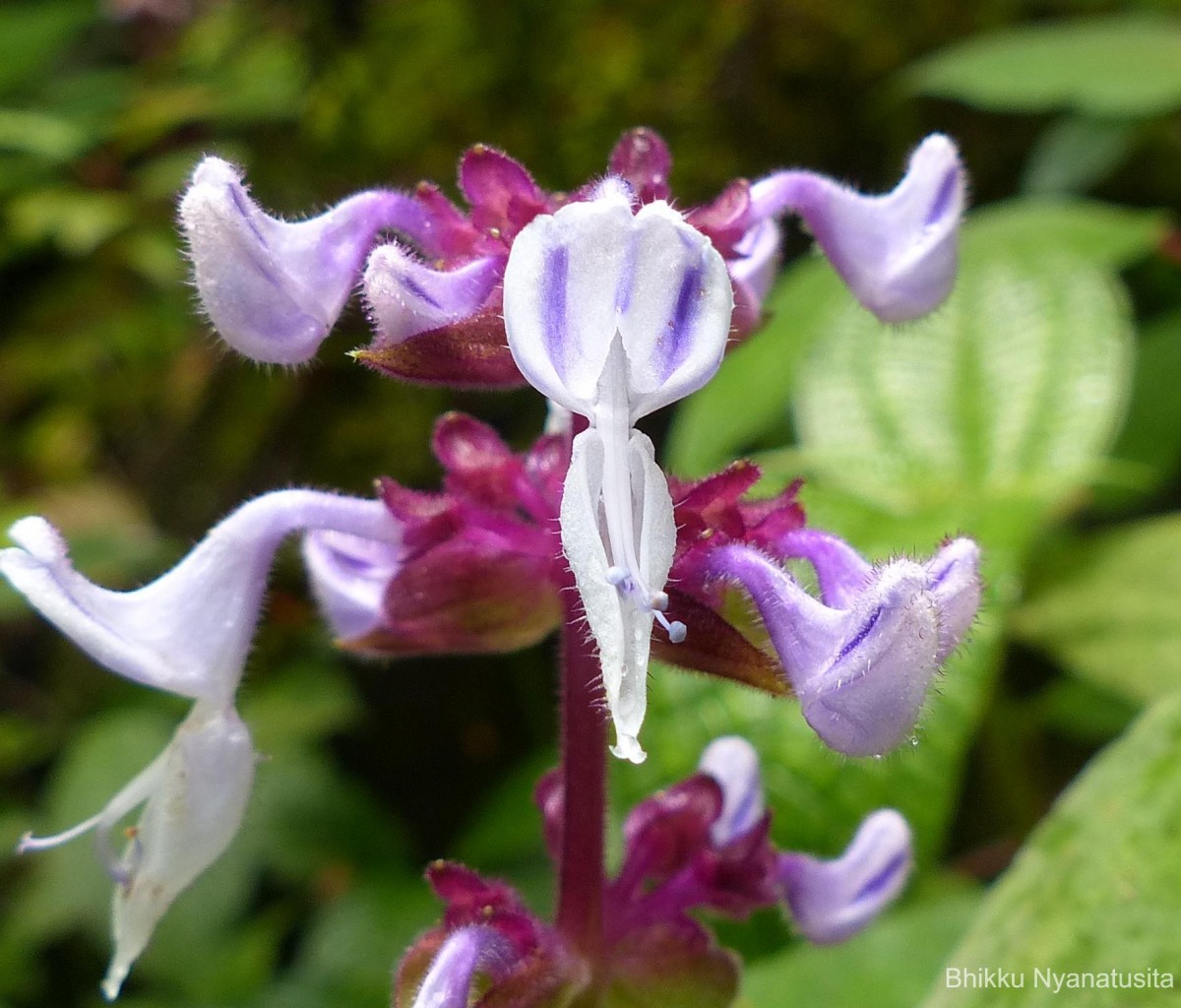 Coleus kanneliyensis L.H.Cramer & S. Balas.